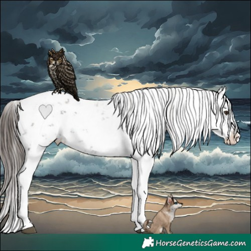 Horse Color:Liver Chestnut Sabino Splash Appaloosa