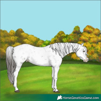Horse Color:Liver Chestnut Sabino Splash Snowflake Varnish