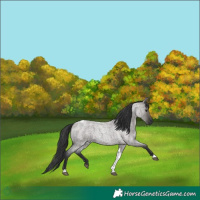 Horse Color:Grullo Roan Tobiano