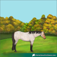 Horse Color:Bay Roan Dun 