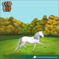Horse Color:Liver Chestnut Sabino Splash Appaloosa