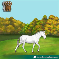 Horse Color:Liver Chestnut Sabino Splash Snowflake Varnish