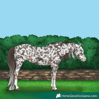 Horse Color:Liver Chestnut Sabino Splash Snowflake Varnish