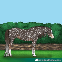 Horse Color:Liver Chestnut Sabino Splash Appaloosa 