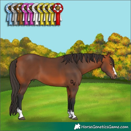 Horse Color:Bay 