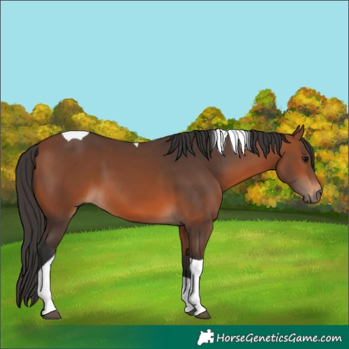 Horse Color:Bay Tobiano 
