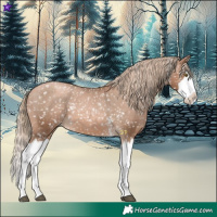 Horse Color:Liver Chestnut Pearl Sabino Splash Appaloosa 