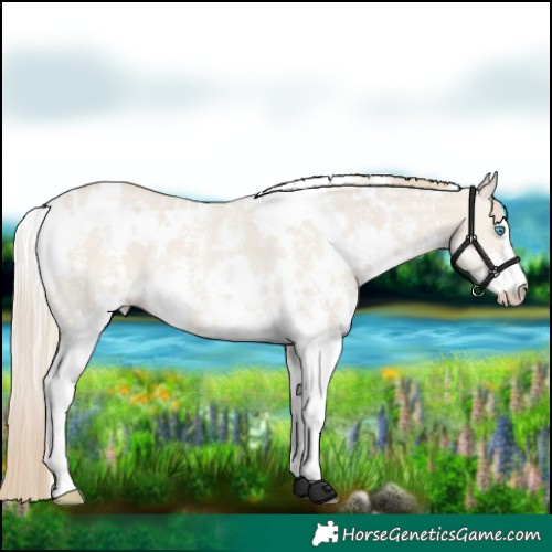 Horse Color:White Spotted Smoky Creme Dun Sabino 