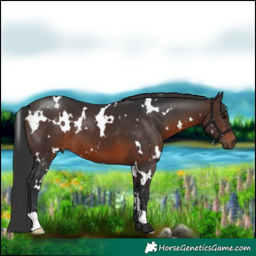 Horse Color:White Spotted Brown 
