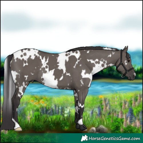 Horse Color:White Spotted Smoky Grullo 