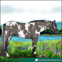 Horse Color:White Spotted Smoky Grullo