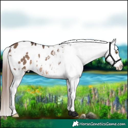 Horse Color:White Spotted Brown Dun Appaloosa 