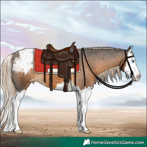 Horse Color:Chocolate Palomino Splash Appaloosa 