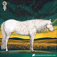 Horse Color:Chestnut Appaloosa 