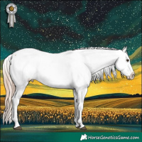 Horse Color:Chestnut Appaloosa 