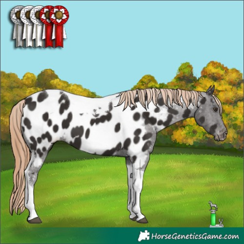 Horse Color:Liver Chestnut Tobiano Appaloosa 
