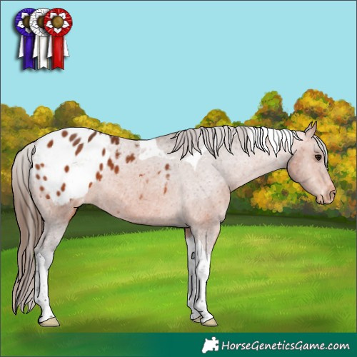 Horse Color:Bay Tobiano Appaloosa 