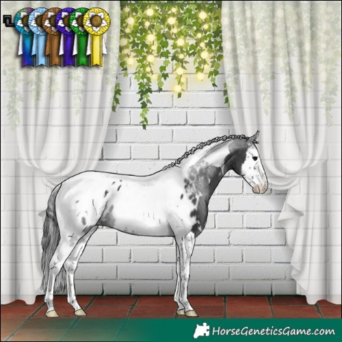 Horse Color:White Spotted Black Splash Tobiano Near Leopard 