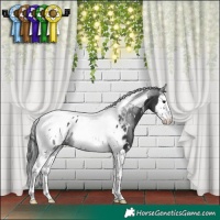 Horse Color:White Spotted Black Splash Tobiano Appaloosa 