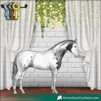 Horse Color:White Spotted Black Splash Tobiano Appaloosa 