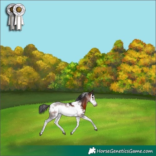 Horse Color:White Spotted Brown Sabino Splash Frame Appaloosa 