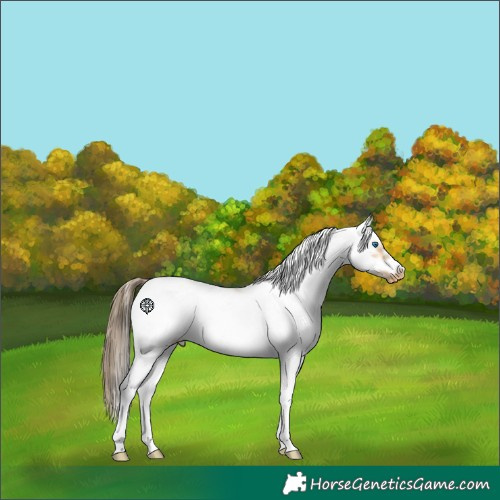 Horse Color:Buckskin Sabino Splash Frame Varnish 