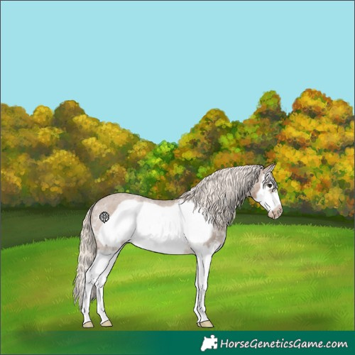 Horse Color:Chocolate Palomino Sabino Splash Frame Appaloosa 