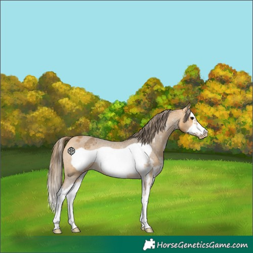 Horse Color:Buckskin Sabino Splash Frame Appaloosa 