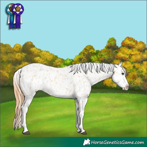 Horse Color:Red Dun Appaloosa  and Red Dun Appaloosa 