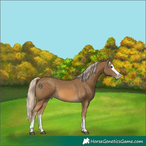 Horse Color:Chocolate Palomino Sabino Splash Appaloosa 