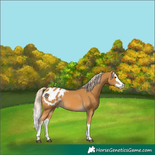Horse Color:Palomino Sabino Splash Appaloosa 