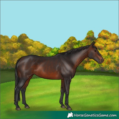 Horse Color:Brown 