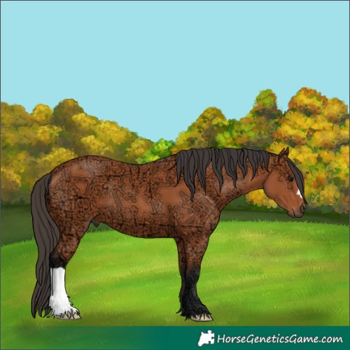 Horse Color:Bay Ice 