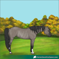 Horse Color:Unknown 