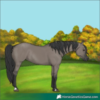 Horse Color:Unknown 