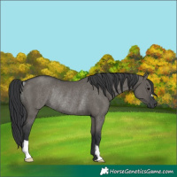 Horse Color:Unknown 