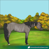 Horse Color:Unknown 