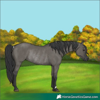 Horse Color:Unknown 