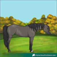 Horse Color:Unknown 