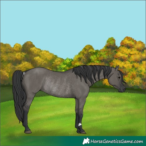 Horse Color:Unknown 