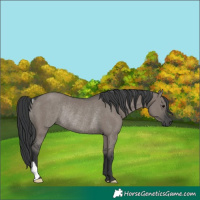 Horse Color:Unknown 