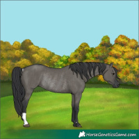 Horse Color:Unknown 