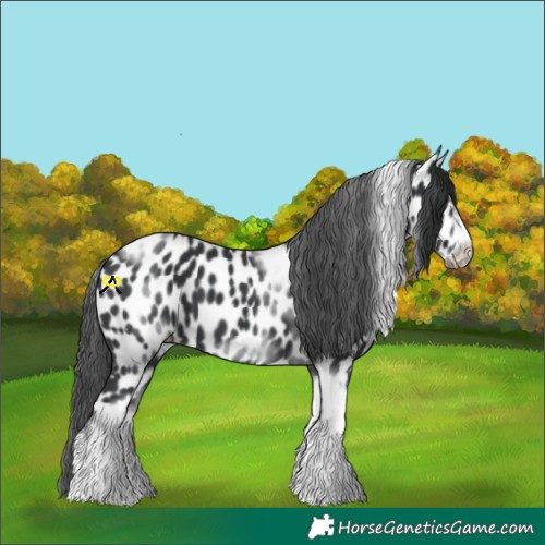 Horse Color:White Spotted Black Splash Tobiano Frame Appaloosa 