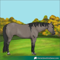 Horse Color:Grullo Mushroom 