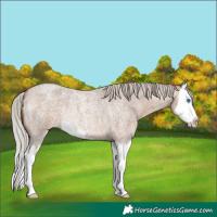 Horse Color:Silver Bay Roan Dun Splash Rabicano 