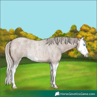 Horse Color:Silver Bay Roan Dun Splash Rabicano 