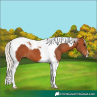 Horse Color:Silver Bay Tobiano 
