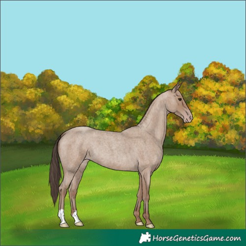 Horse Color:Classic Champagne Roan 