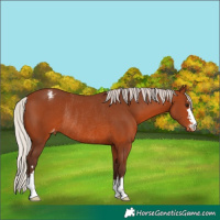 Horse Color:Silver Brown Varnish Rabicano 