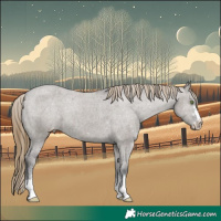 Horse Color:Smoky Grullo Appaloosa 